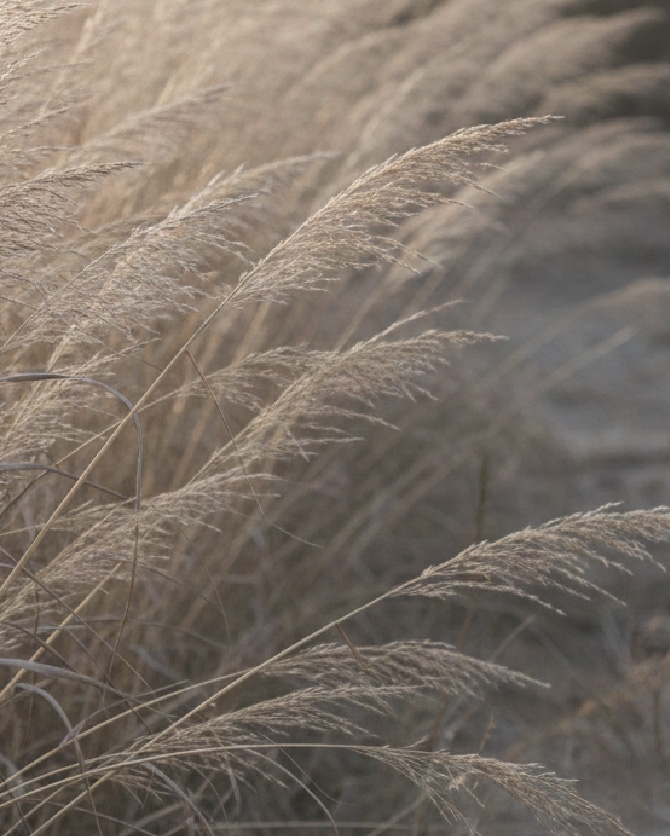 Madeleine Lounge  secondary mobile