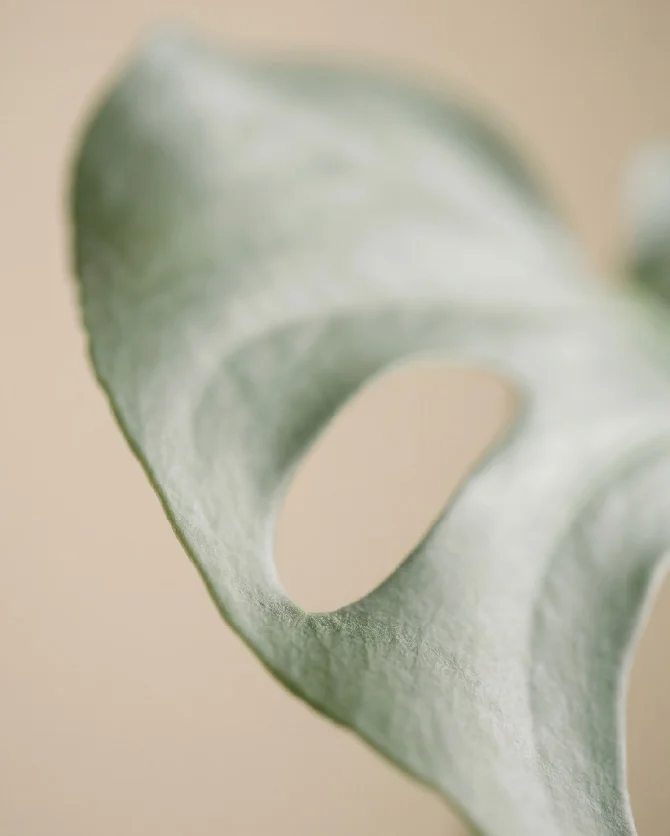 Luna Low Tables secondary