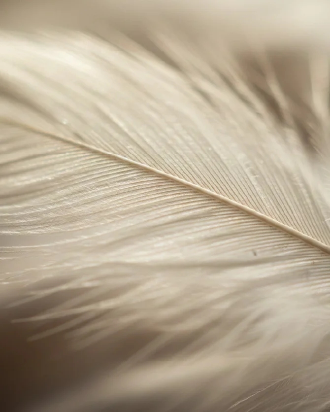 Siena Lounge secondary