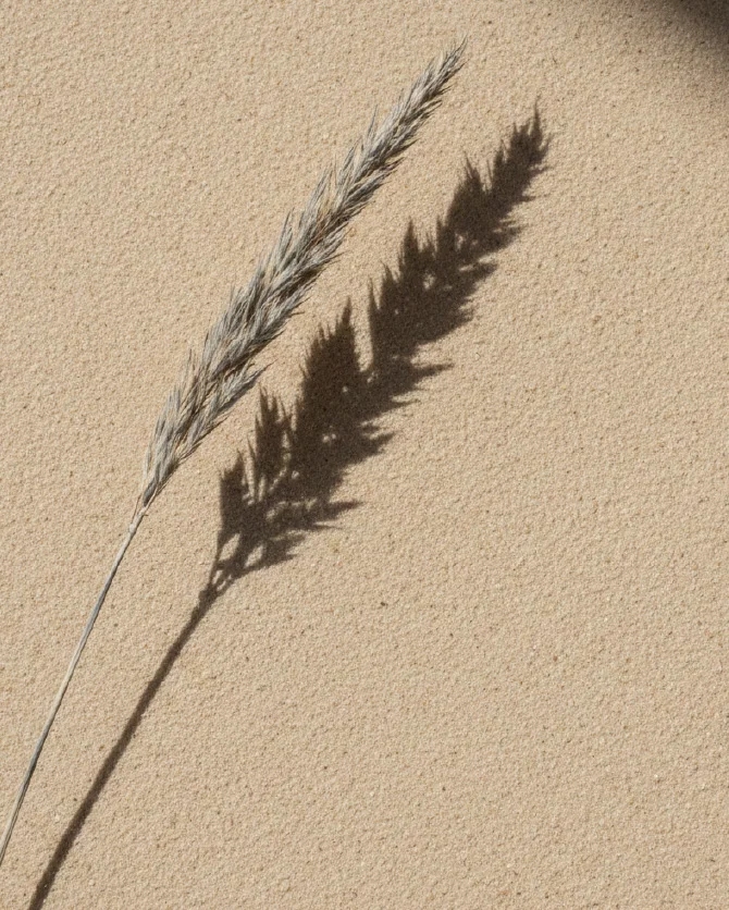 Vela Chair secondary